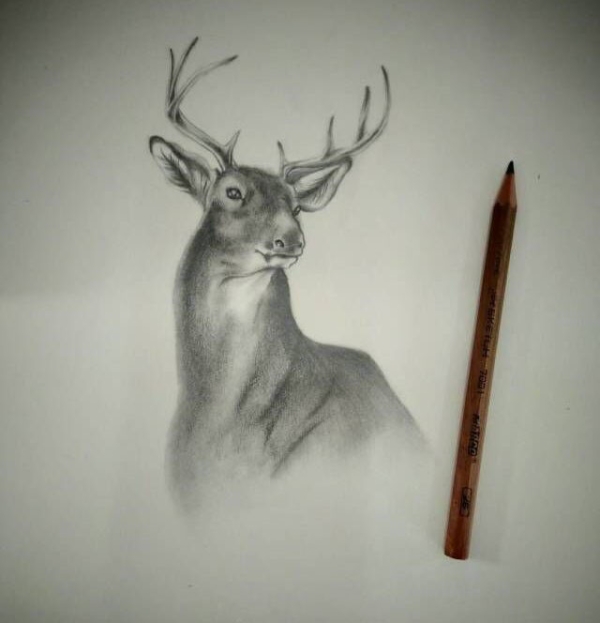 铅笔麋鹿_线描画
