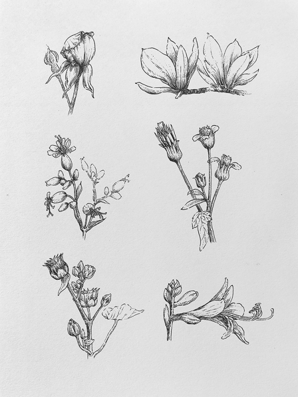 这几天的植物花卉_线描画