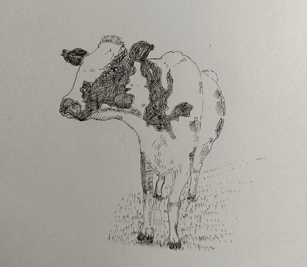 牛。。。。_线描画