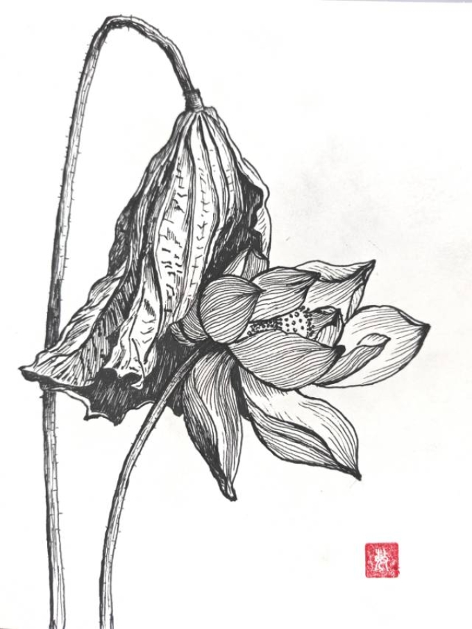 荷花_线描画