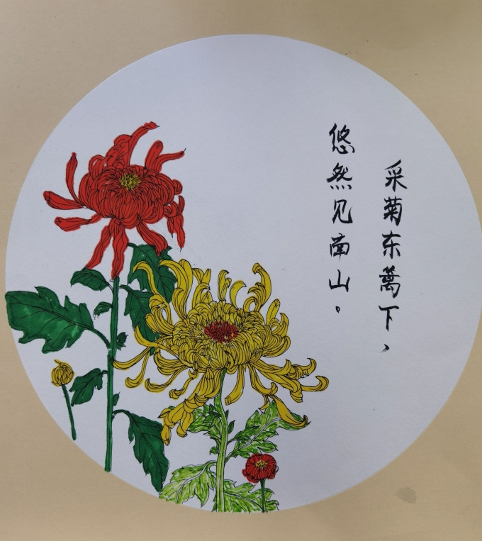 菊花_线描画
