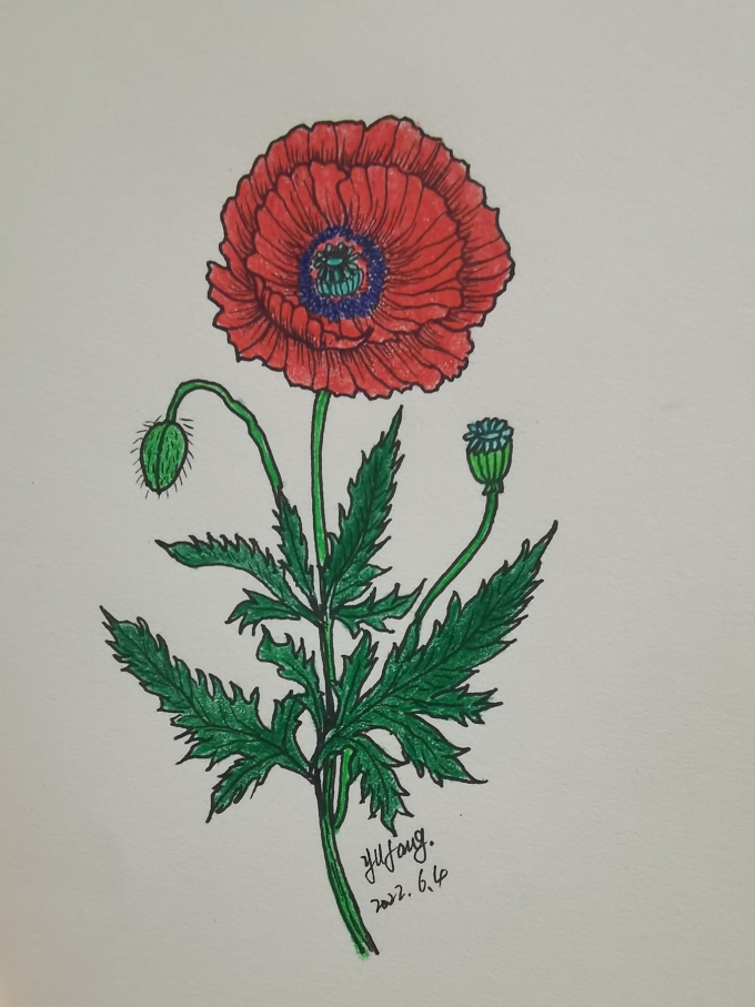 花卉练习_线描画
