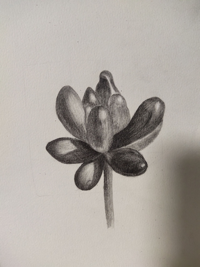 肉肉的多肉_线描画