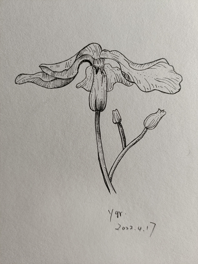 。。。。。_线描画
