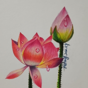 荷花