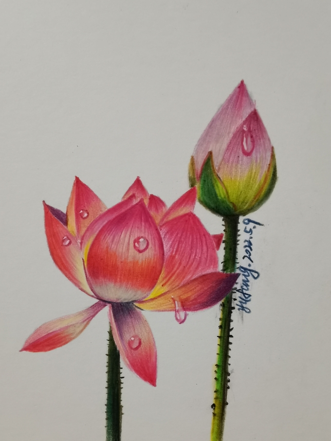 荷花_线描画