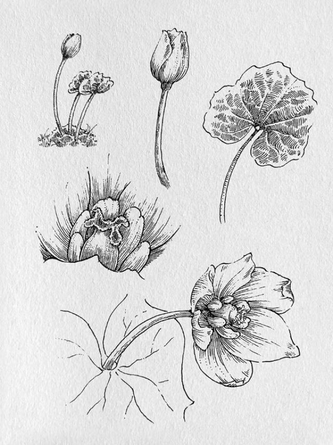 花卉练习_线描画