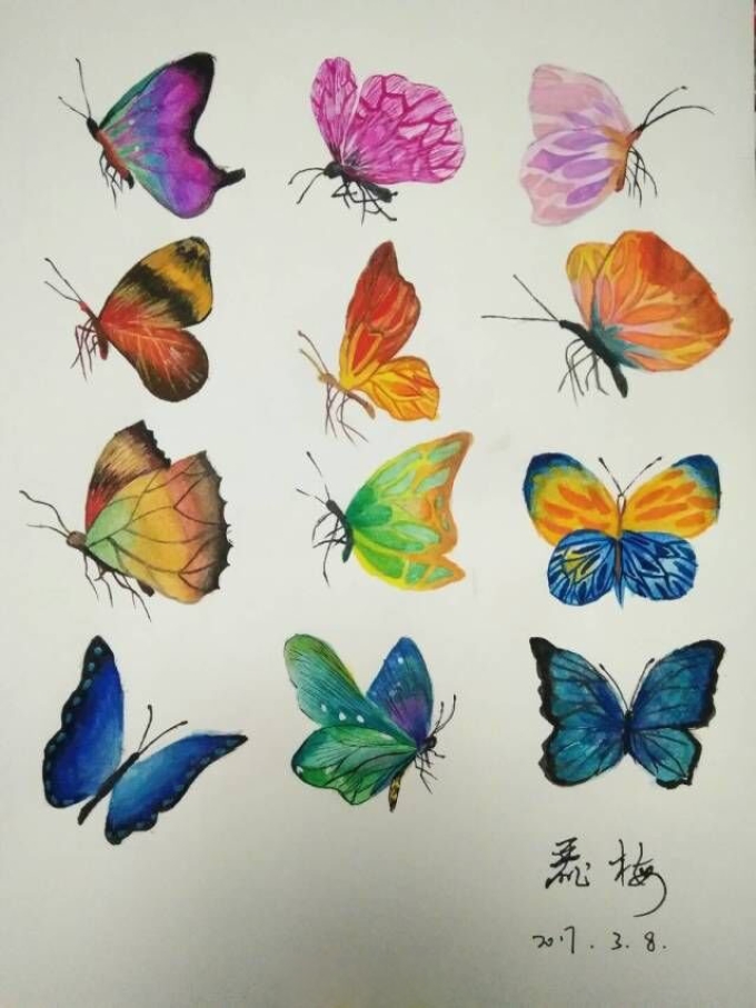 五彩缤纷的蝴蝶_线描画