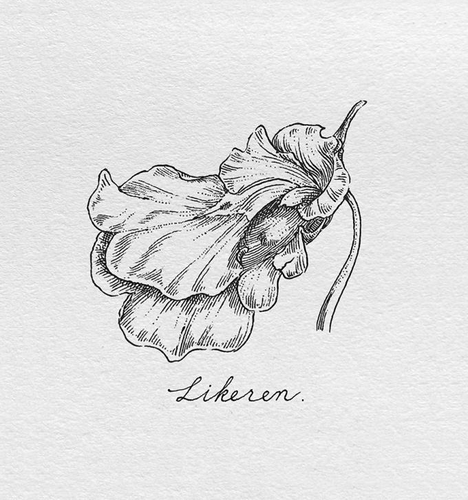 凤仙花_线描画