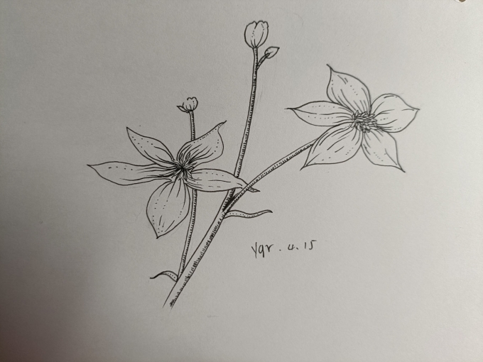 填坑系列三_线描画