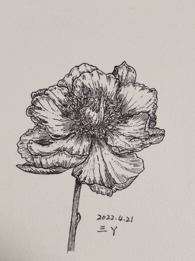 错过春天_线描画