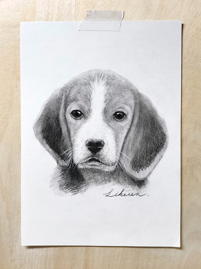 比格犬_线描画