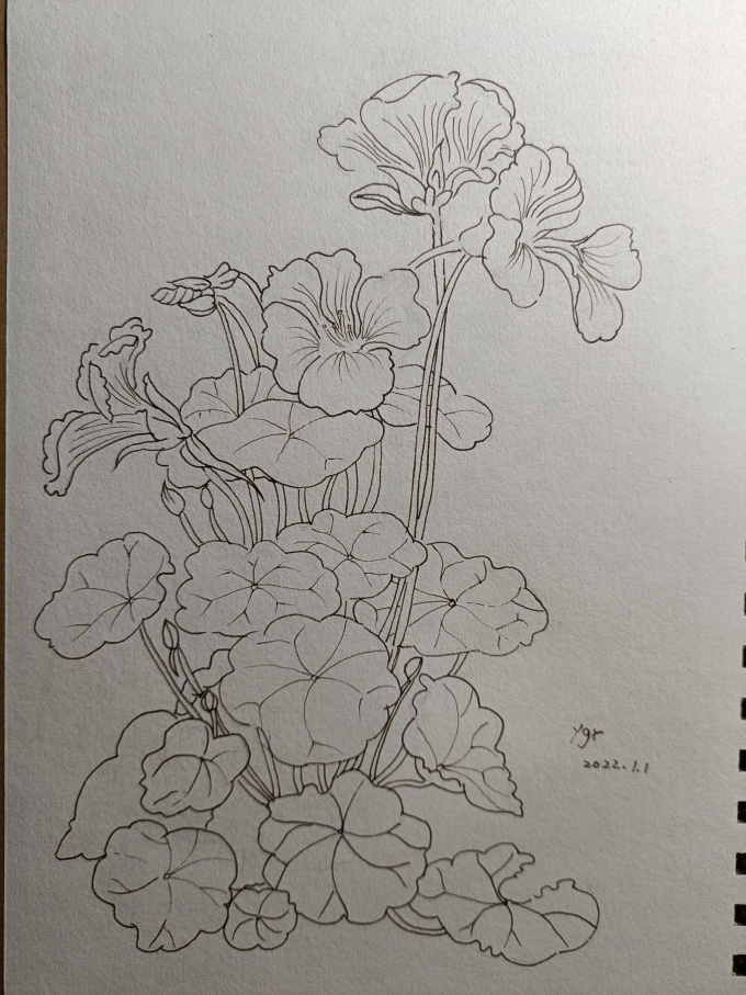 旱莲花_线描画