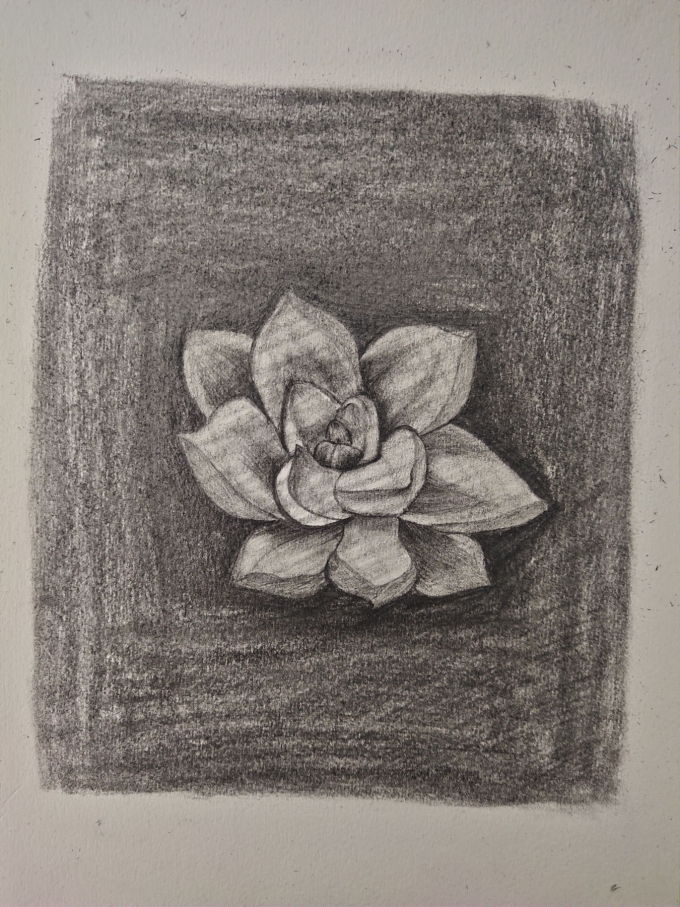 多肉一组_线描画