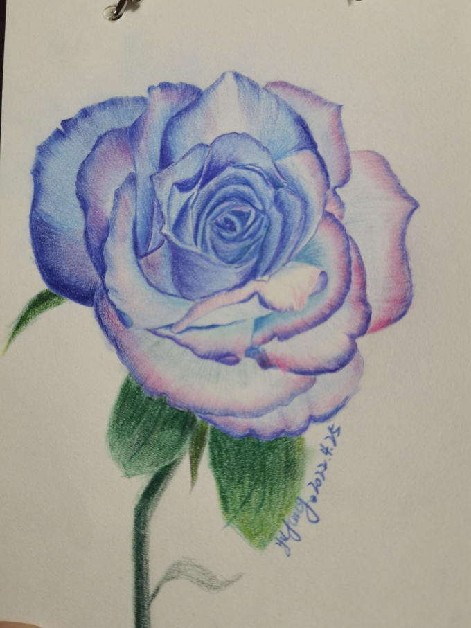 蓝色玫瑰_线描画