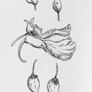 花朵形态