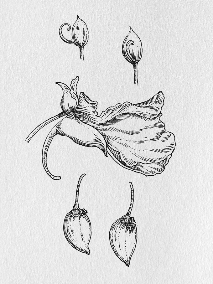 花朵形态_线描画