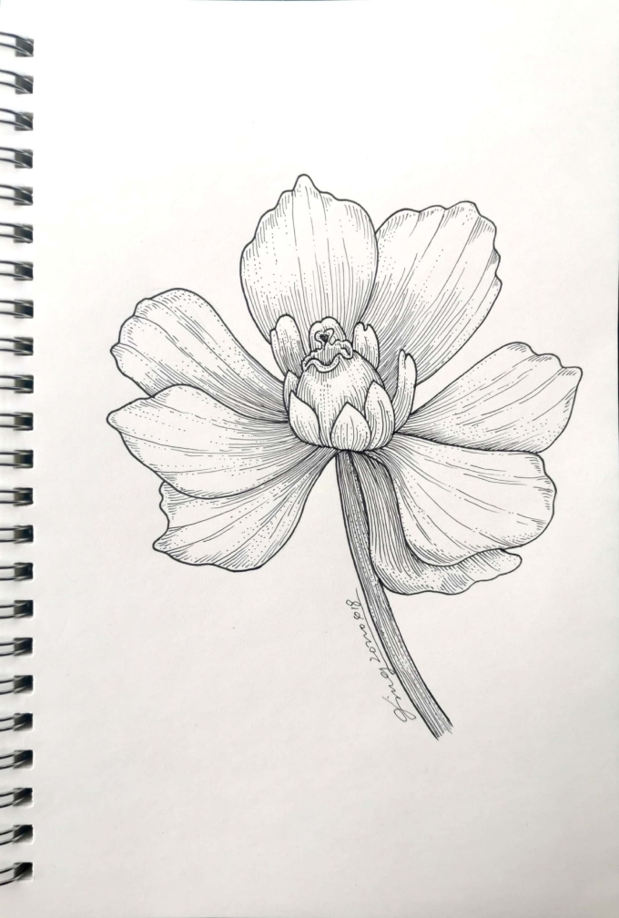 D1_线描画