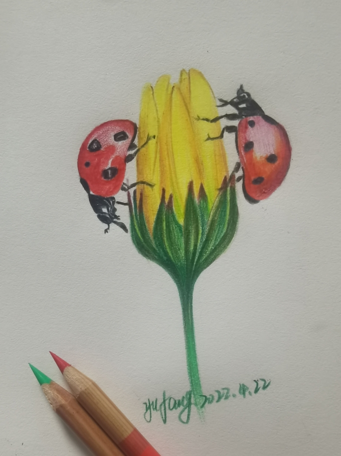 每日一花_线描画