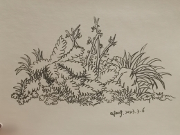 每日一画