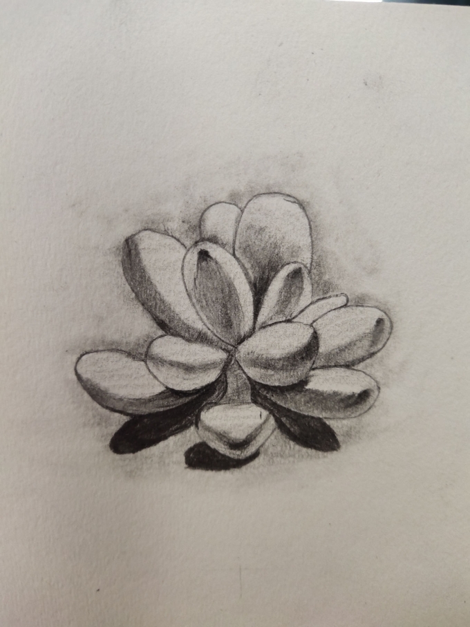 多肉一组_线描画