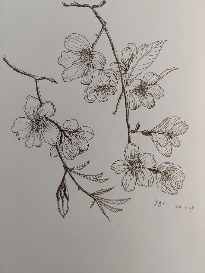 。。。。。虽然是年初。。我还是很努力滴。。。_线描画