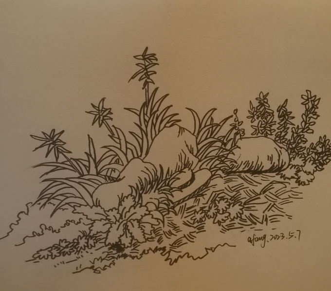 每日一画_线描画