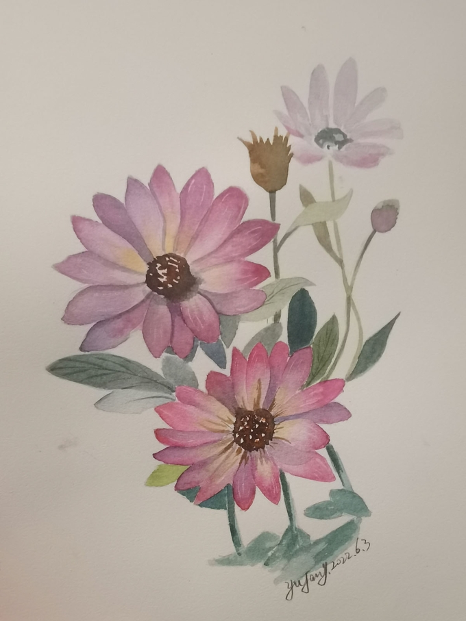 水彩花卉_线描画