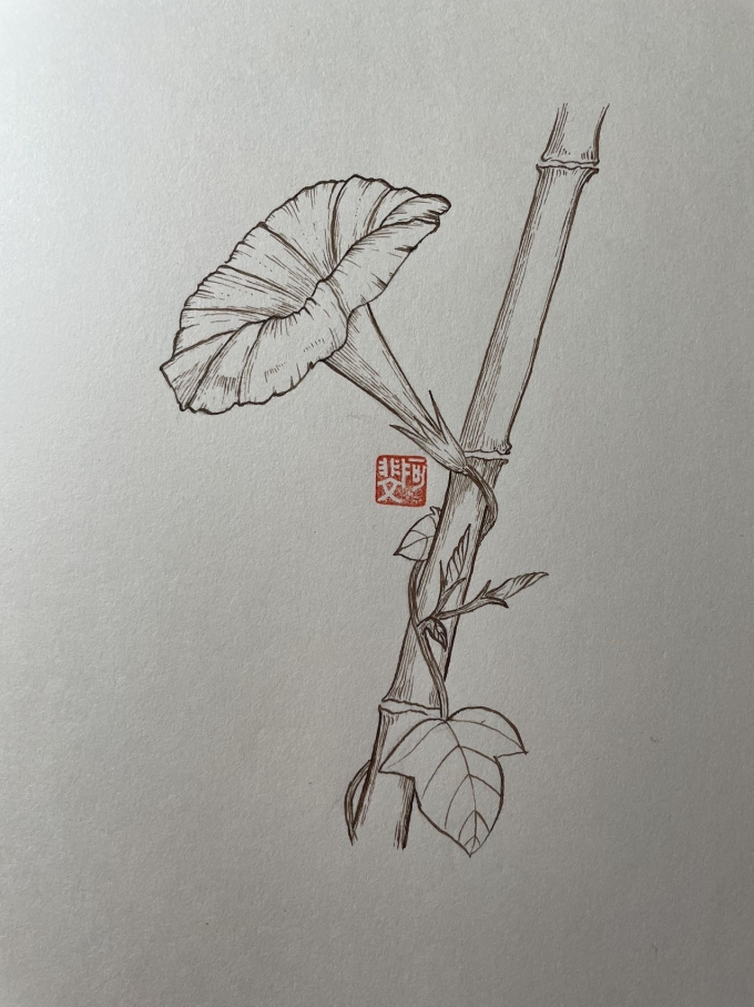 牵牛花_线描画