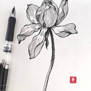 荷花