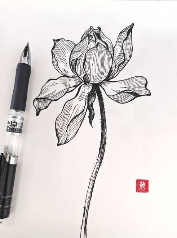 荷花_线描画