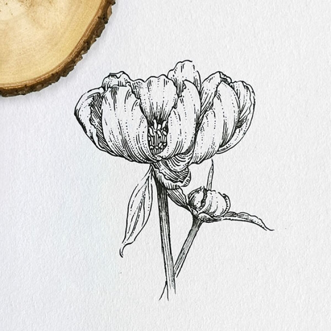 错过春天--第五弹_线描画