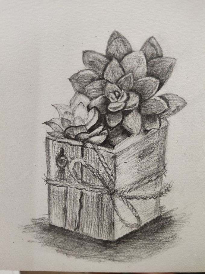 多肉一组_线描画