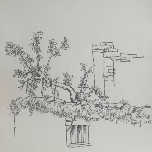 墙头树枝