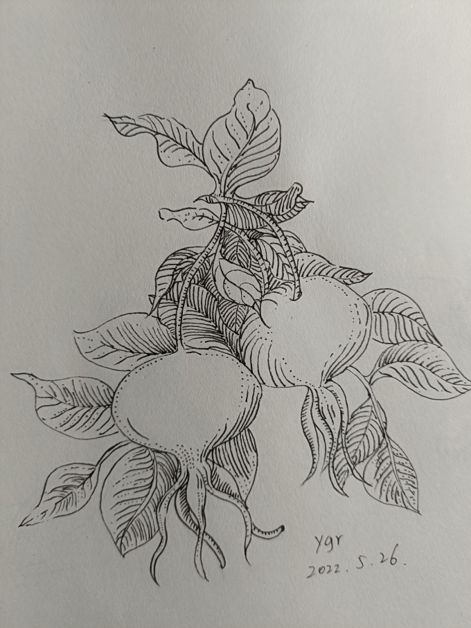 。。。。。_线描画