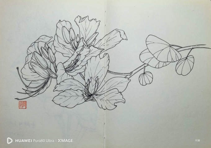 羊蹄甲_线描画