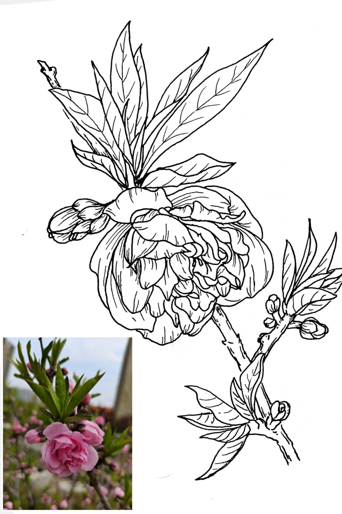 春花-碧桃_线描画