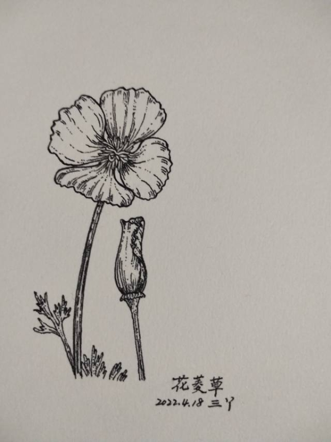 错过春天_线描画