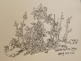 每日一画