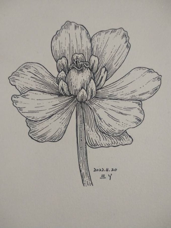 错过春天_线描画