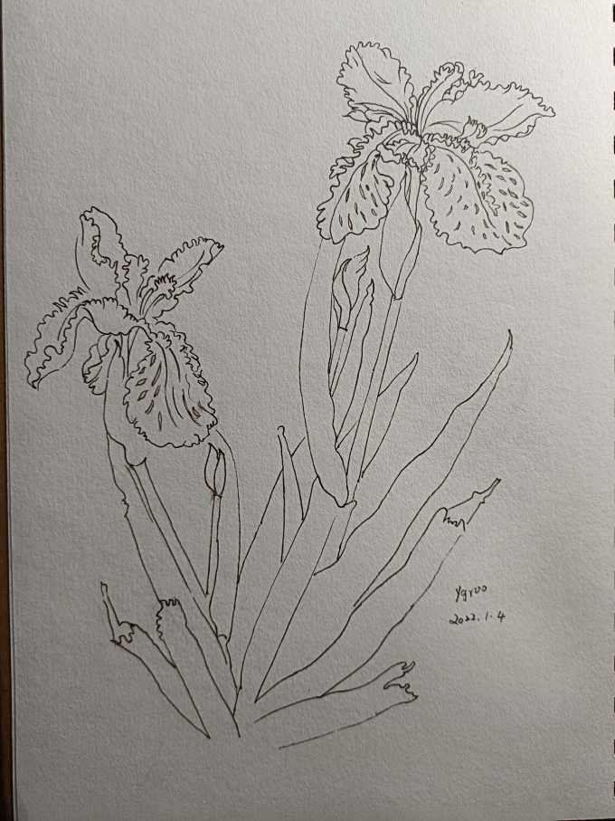 画太胖_线描画