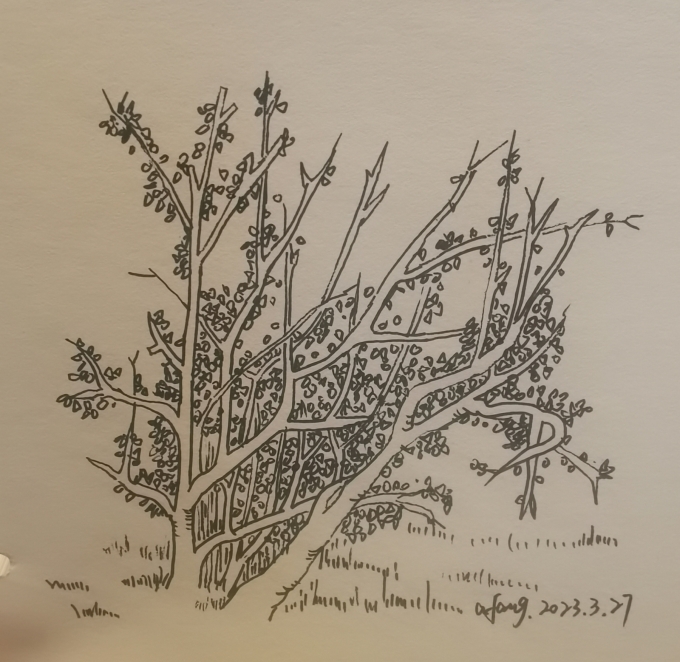 每日一画_线描画