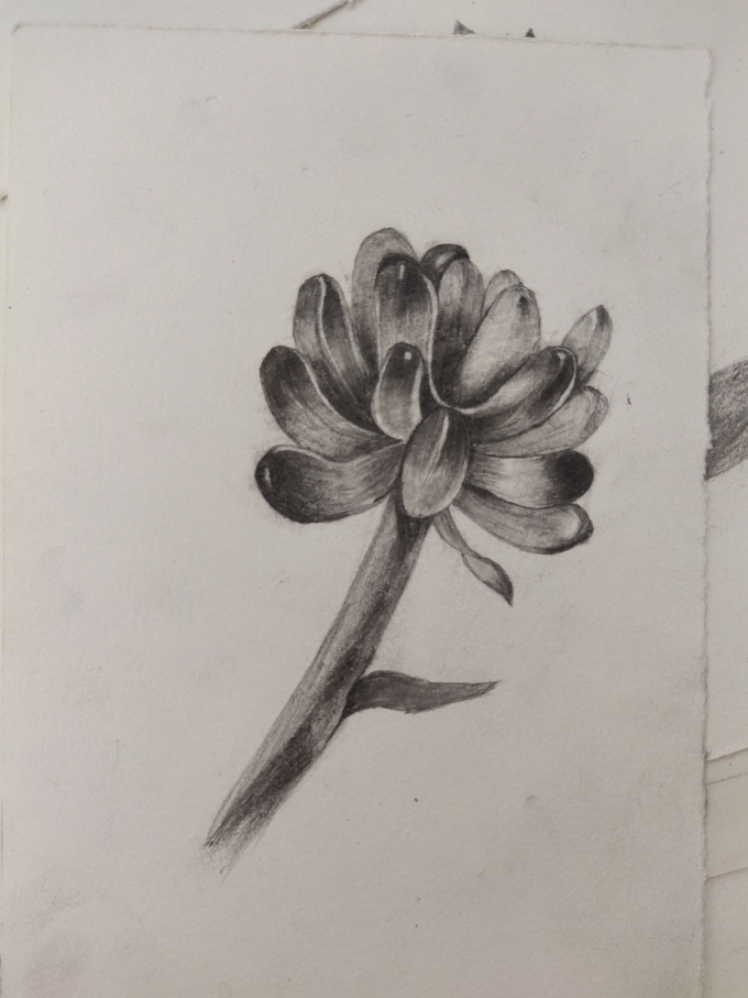 多肉一组_线描画