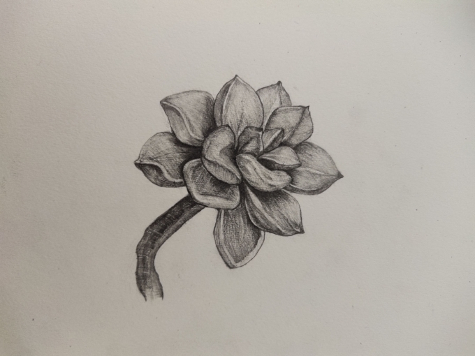 多肉－3_线描画