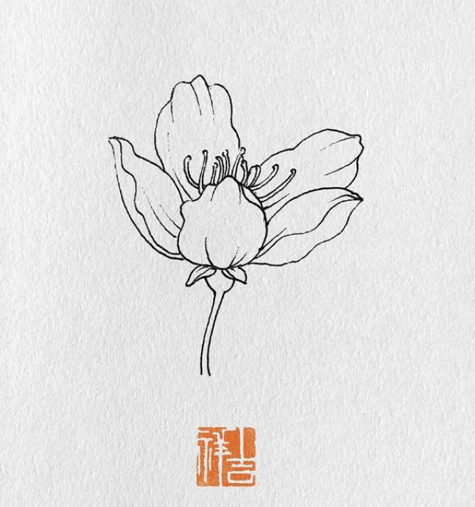 梨花_线描画