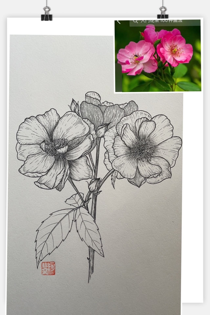 春天的花儿呀_线描画