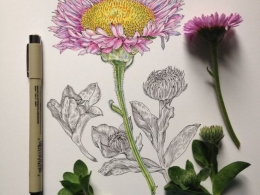 线描画-一组写实的花卉图案