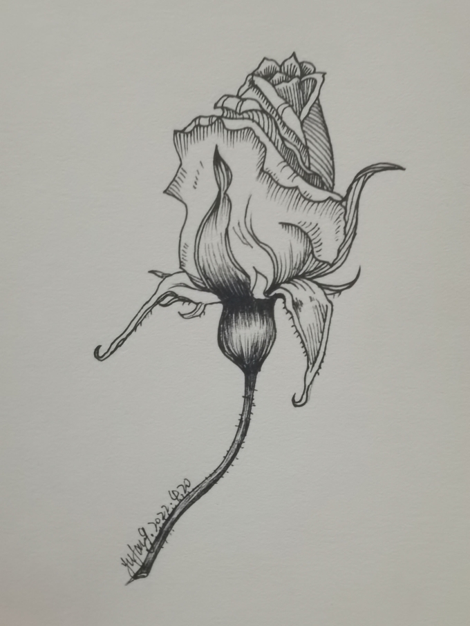 玫瑰? _线描画