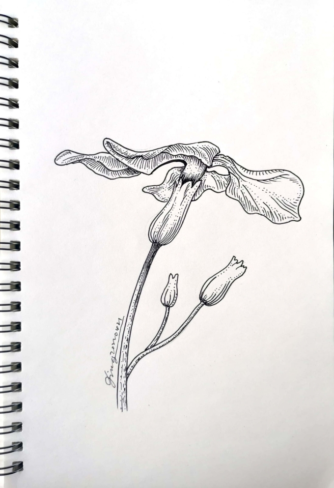 D4_线描画