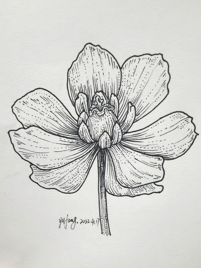 错过春天—第一弹_线描画